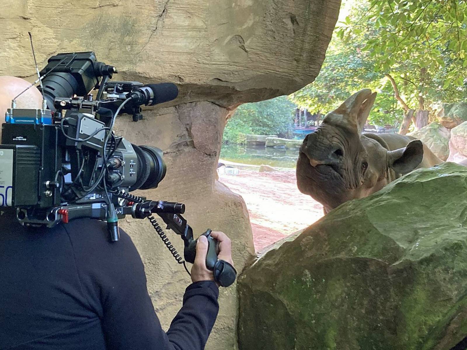 Ein Kameramann filmt im Zoo Hannover ein Nashorn in dessen Gehege aus der Nähe.